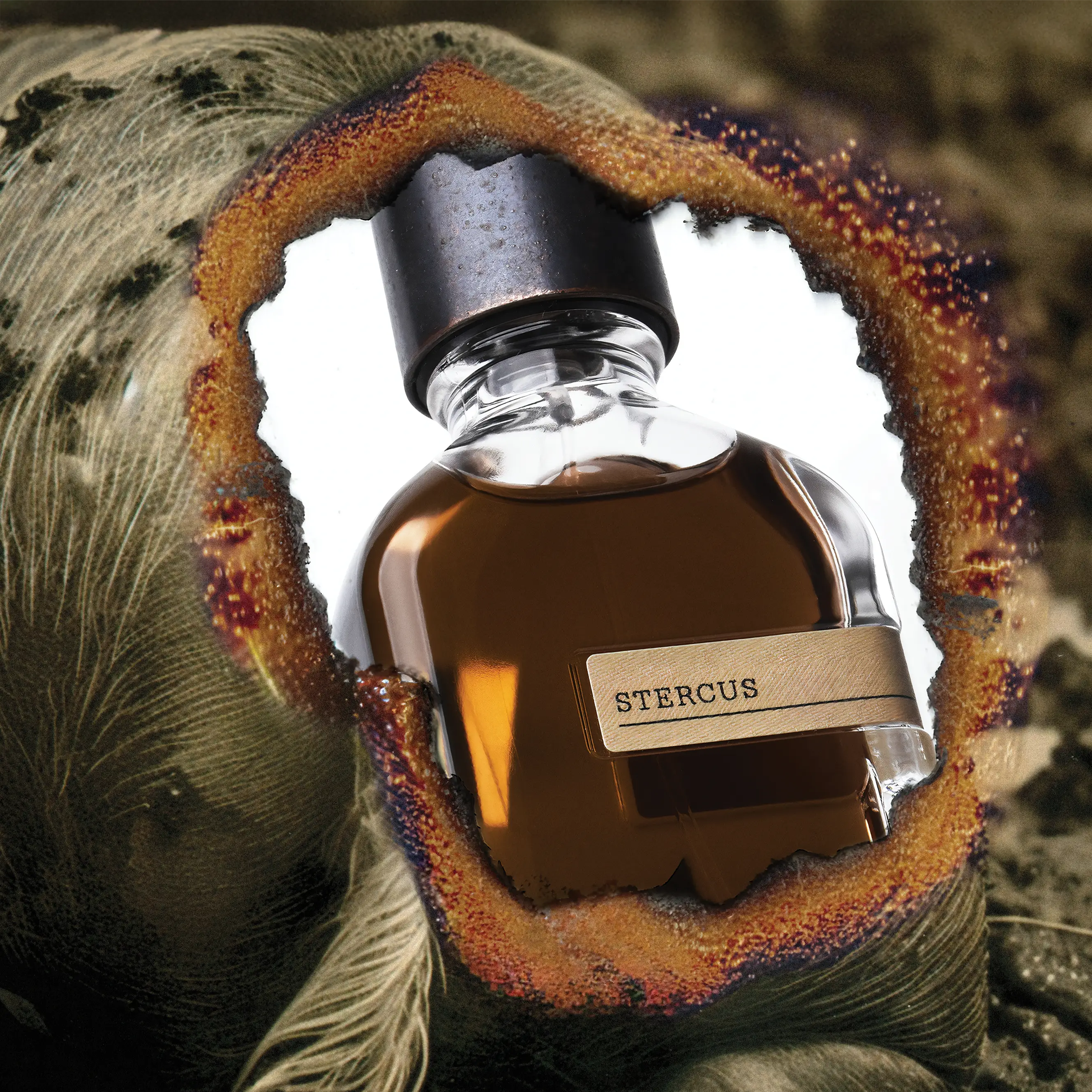 Stercus