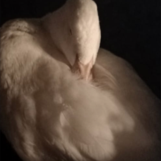 Last Season 2ml Vial