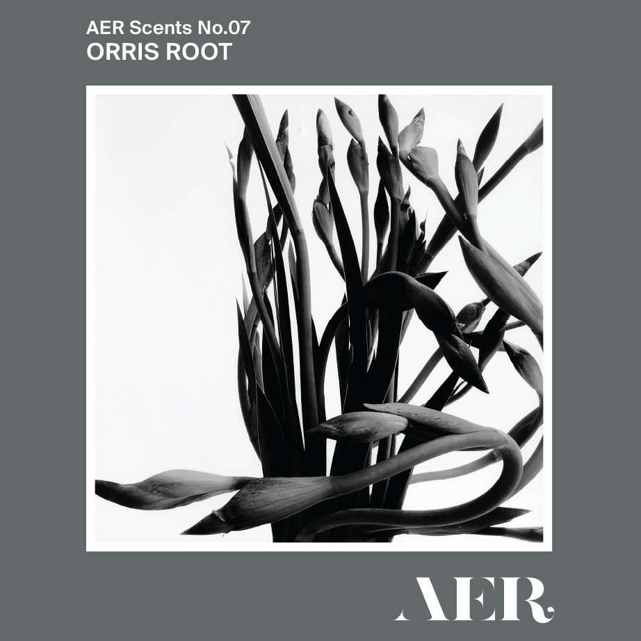 No.07 Orris Root