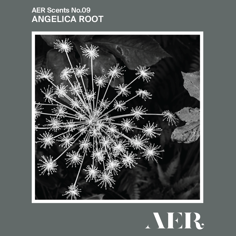 No.09 Angelica Root